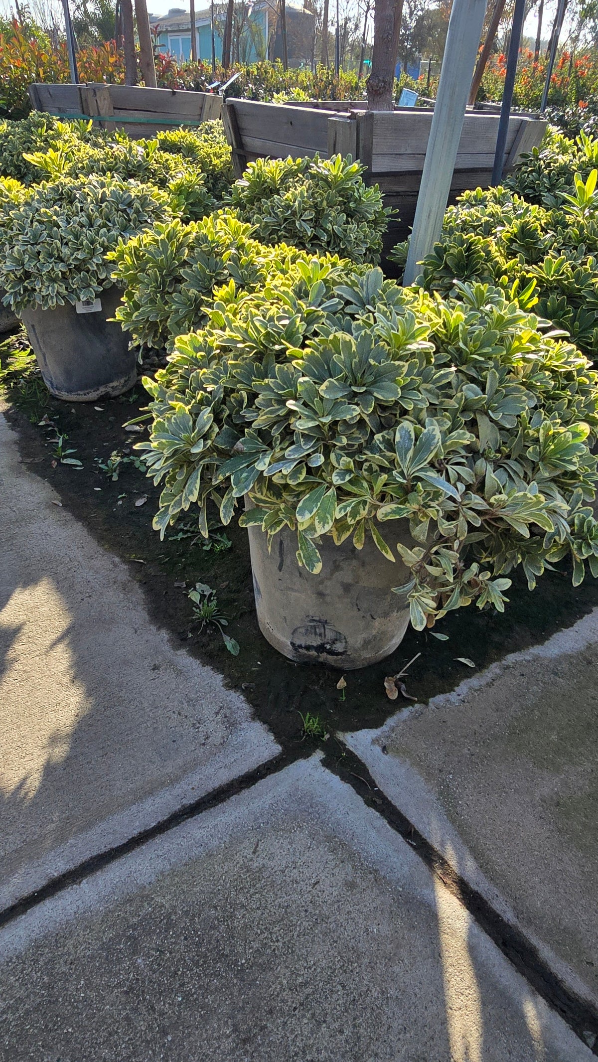 Pittosporum tobira 'Cream de Mint' 5 gallon pot - Get similar - 🪴 Voelk Art & Plants Inc 🪴
