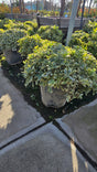 Pittosporum tobira 'Cream de Mint' 5 gallon pot - Get similar - 🪴 Voelk Art & Plants Inc 🪴