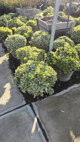 Pittosporum tobira 'Cream de Mint' 5 gallon pot - Get similar - 🪴 Voelk Art & Plants Inc 🪴