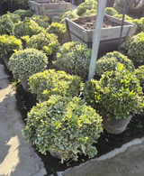 Pittosporum tobira 'Cream de Mint' 5 gallon pot - Get similar - 🪴 Voelk Art & Plants Inc 🪴