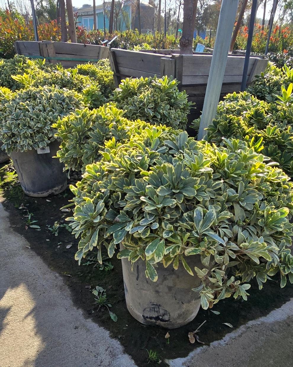 Pittosporum tobira 'Cream de Mint' 5 gallon pot - Get similar - 🪴 Voelk Art & Plants Inc 🪴