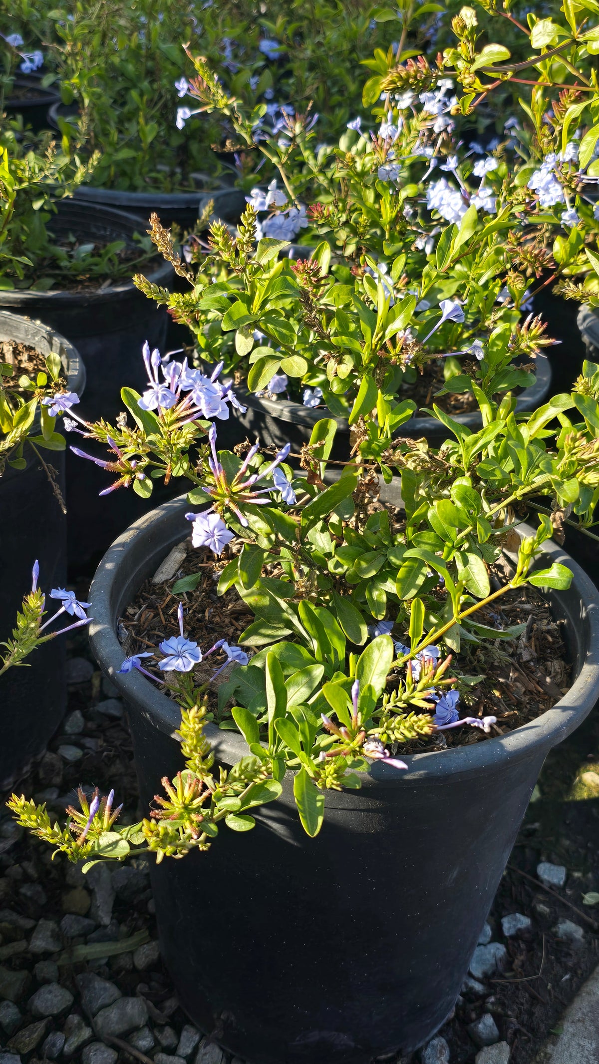 Plumbago auriculata Purple flower on 5 gallon pot - Get similar - 🪴 Voelk Art & Plants Inc 🪴