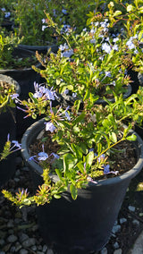 Plumbago auriculata Purple flower on 5 gallon pot - Get similar - 🪴 Voelk Art & Plants Inc 🪴