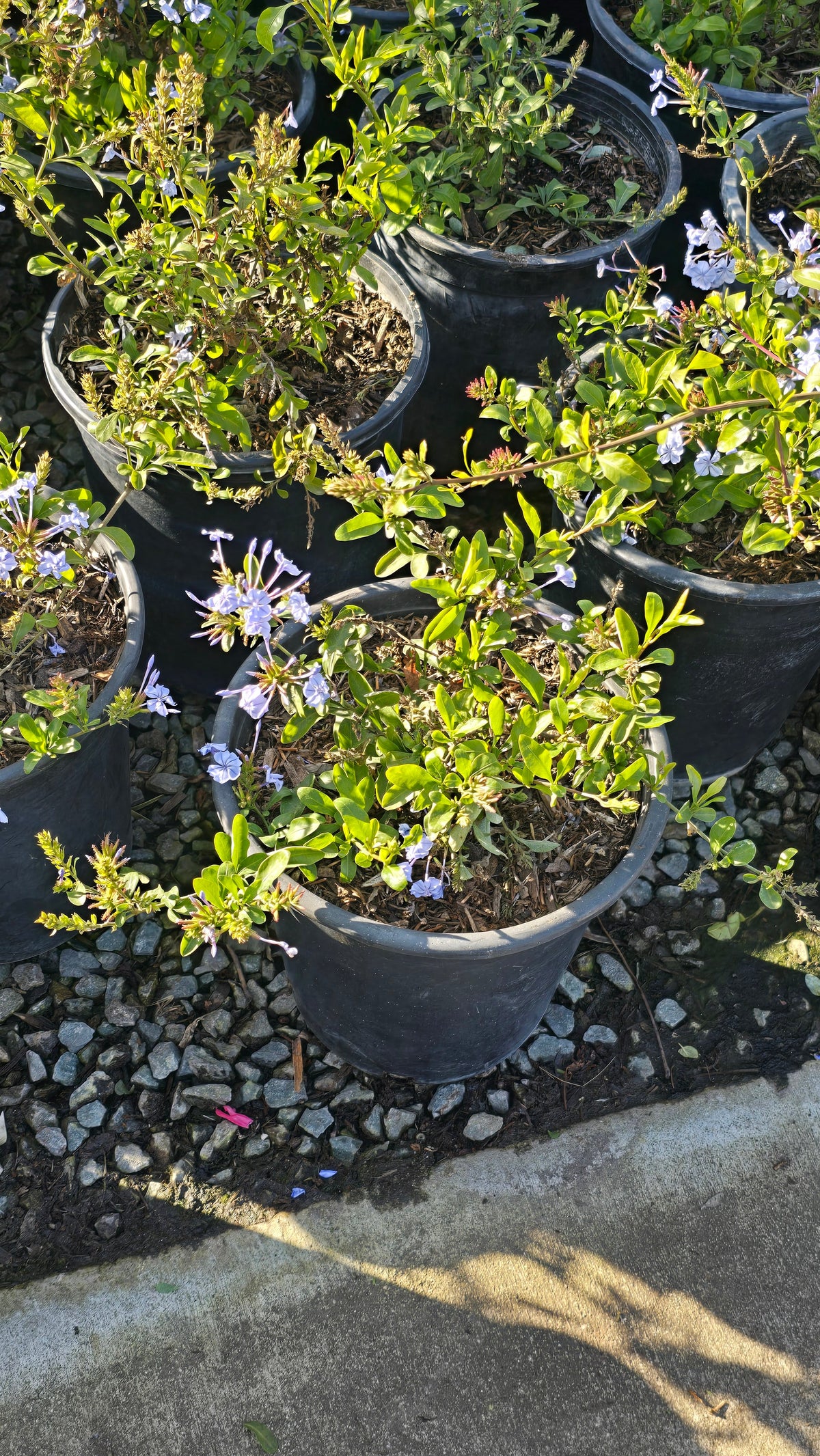 Plumbago auriculata Purple flower on 5 gallon pot - Get similar - 🪴 Voelk Art & Plants Inc 🪴