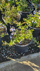 Plumbago auriculata Purple flower on 5 gallon pot - Get similar - 🪴 Voelk Art & Plants Inc 🪴