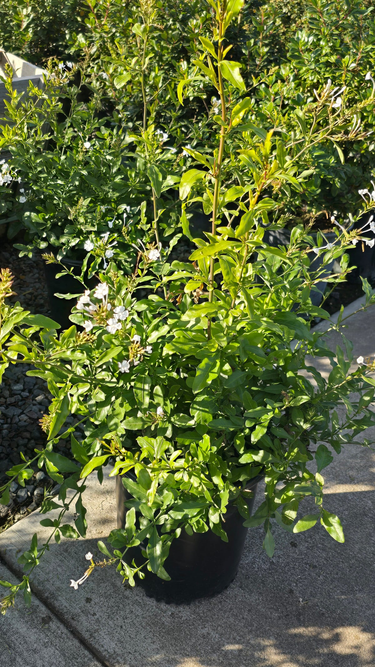 Plumbago auriculata White flower on 5 gallon pot - Get similar - 🪴 Voelk Art & Plants Inc 🪴