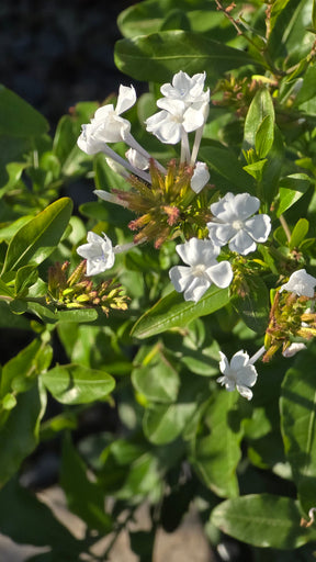 Plumbago auriculata White flower on 5 gallon pot - Get similar - 🪴 Voelk Art & Plants Inc 🪴