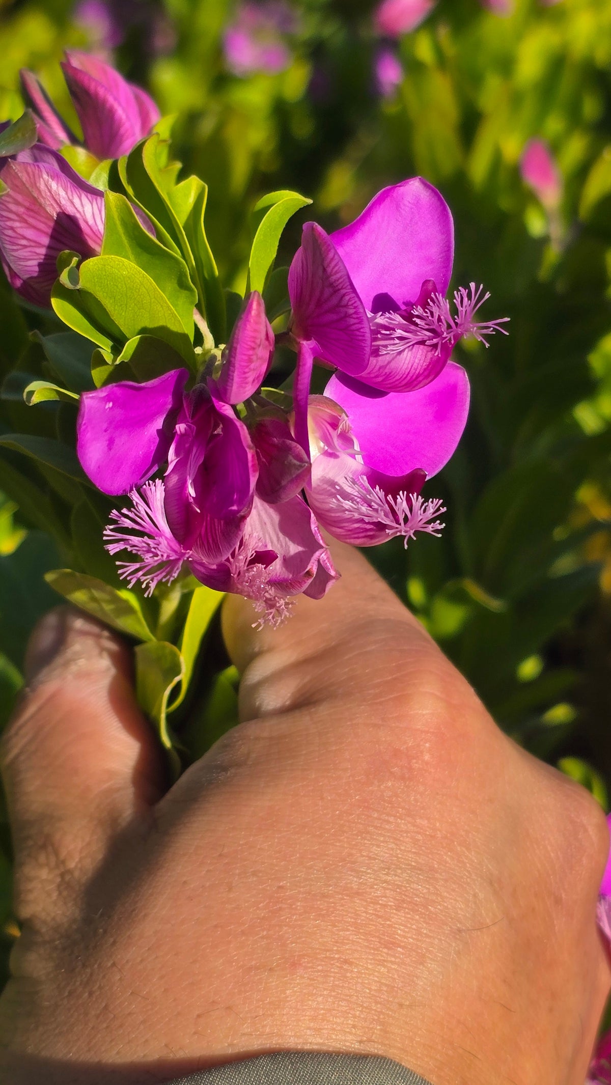 Polygala myrtifolia on 5 gallon pot - Get similar - 🪴 Voelk Art & Plants Inc 🪴