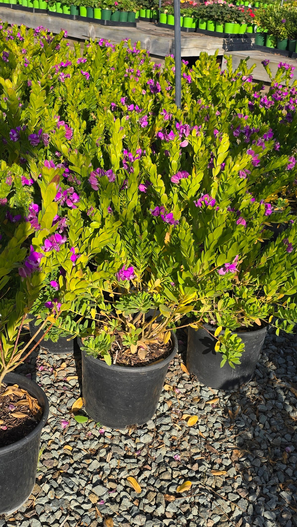 Polygala myrtifolia on 5 gallon pot - Get similar - 🪴 Voelk Art & Plants Inc 🪴
