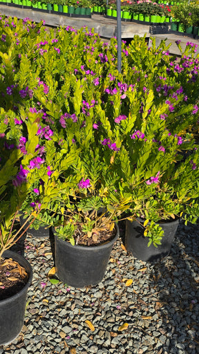 Polygala myrtifolia on 5 gallon pot - Get similar - 🪴 Voelk Art & Plants Inc 🪴