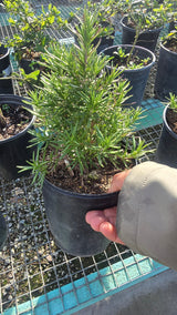 Rosmarinus officinalis 'Tuscan Blue' Rosemary plant 1 gal pot - Get similar - 🪴 Voelk Art & Plants Inc 🪴