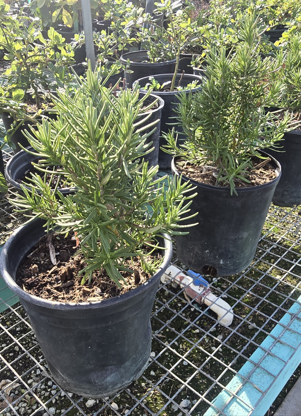 Rosmarinus officinalis 'Tuscan Blue' Rosemary plant 1 gal pot - Get similar - 🪴 Voelk Art & Plants Inc 🪴