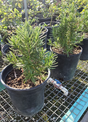 Rosmarinus officinalis 'Tuscan Blue' Rosemary plant 1 gal pot - Get similar - 🪴 Voelk Art & Plants Inc 🪴