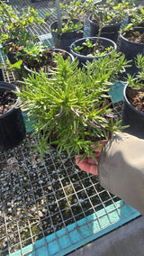Rosmarinus officinalis 'Tuscan Blue' Rosemary plant 1 gal pot - Get similar - 🪴 Voelk Art & Plants Inc 🪴