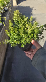 Thyme Lemon Variegated 4 inch pot - Get similar - 🪴 Voelk Art & Plants Inc 🪴