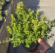 Thyme Lemon Variegated 4 inch pot - Get similar - 🪴 Voelk Art & Plants Inc 🪴
