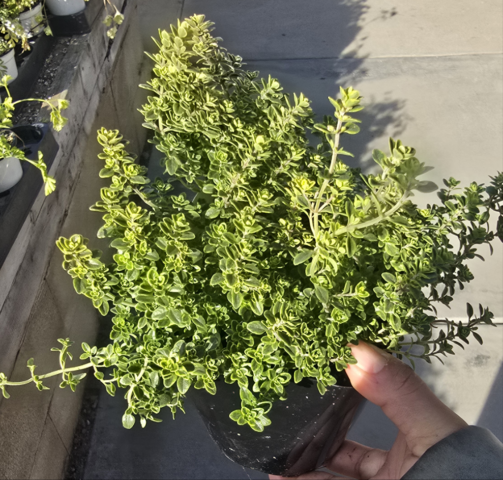 Thyme Lemon Variegated 4 inch pot - Get similar - 🪴 Voelk Art & Plants Inc 🪴