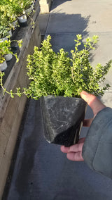 Thyme Lemon Variegated 4 inch pot - Get similar - 🪴 Voelk Art & Plants Inc 🪴