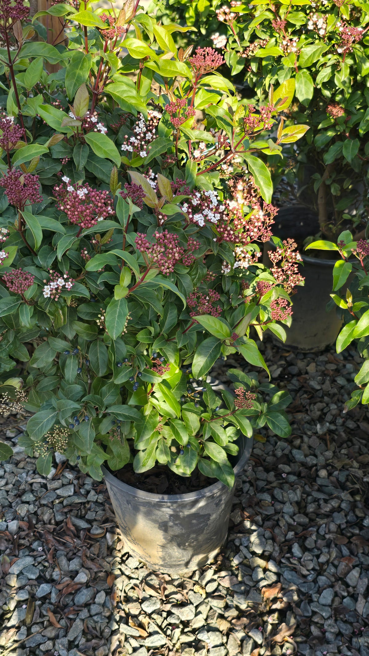 Viburnum tinus 'Spring Bouquet' on 5 gallon pot - Get similar - 🪴 Voelk Art & Plants Inc 🪴