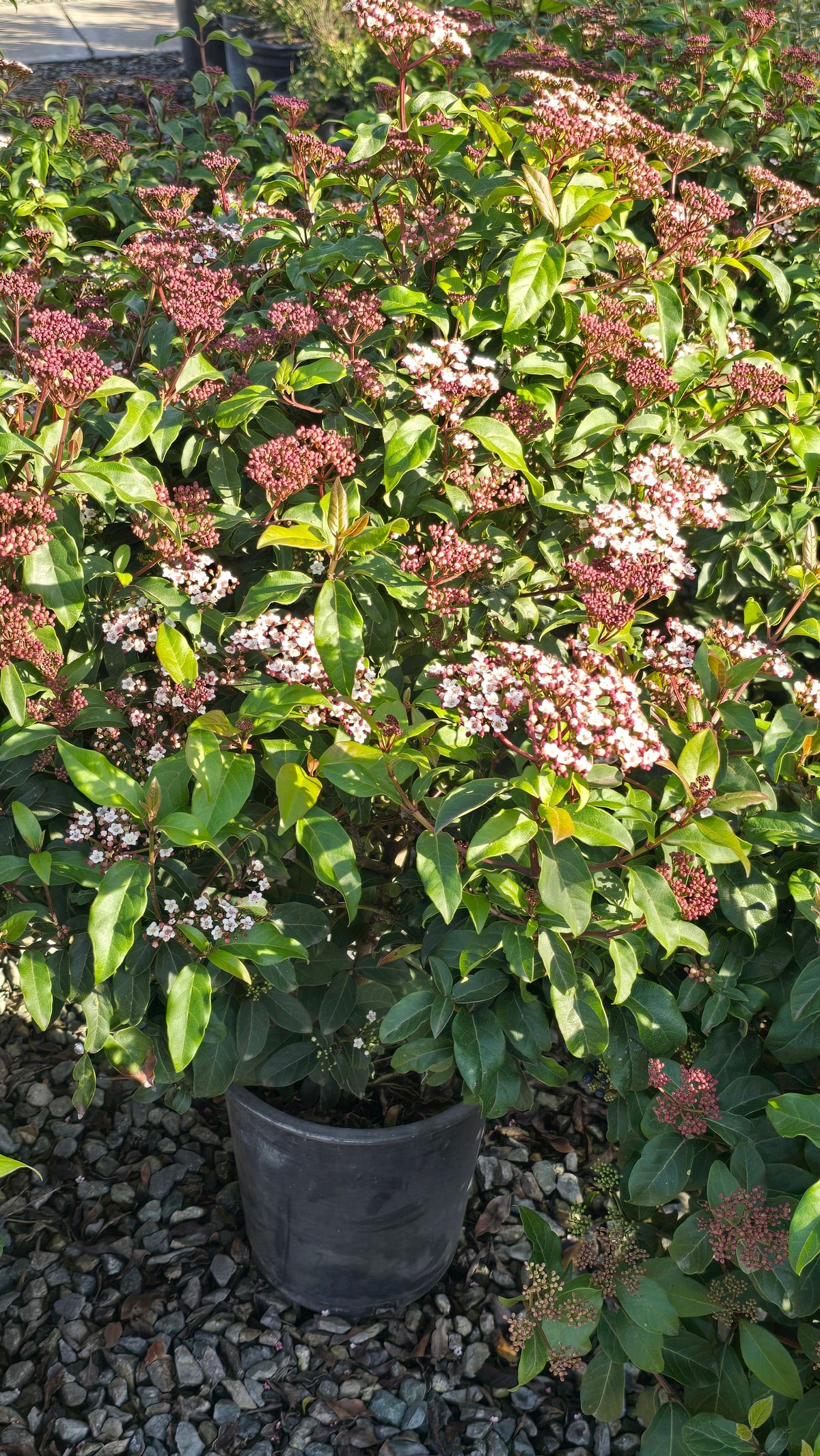 Viburnum tinus 'Spring Bouquet' on 5 gallon pot - Get similar - 🪴 Voelk Art & Plants Inc 🪴