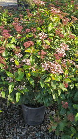 Viburnum tinus 'Spring Bouquet' on 5 gallon pot - Get similar - 🪴 Voelk Art & Plants Inc 🪴