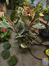 10 inch Pot - 4 ft tall XL size Ficus elastica "Ruby" Variegated Rubber Tree Elegant-  Get similar - 🪴 Voelk Art & Plants Inc 🪴