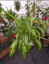 6" Pot, 1ft Tall - Dracaena "Hawaiian Sunshine" Palo de Brasil LIVE PLANT #010