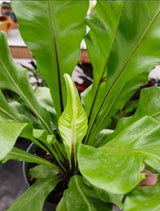 6" pot - Asplenium Nidus (Bird nest fern)- big Ferm house plant or outdoor -#009