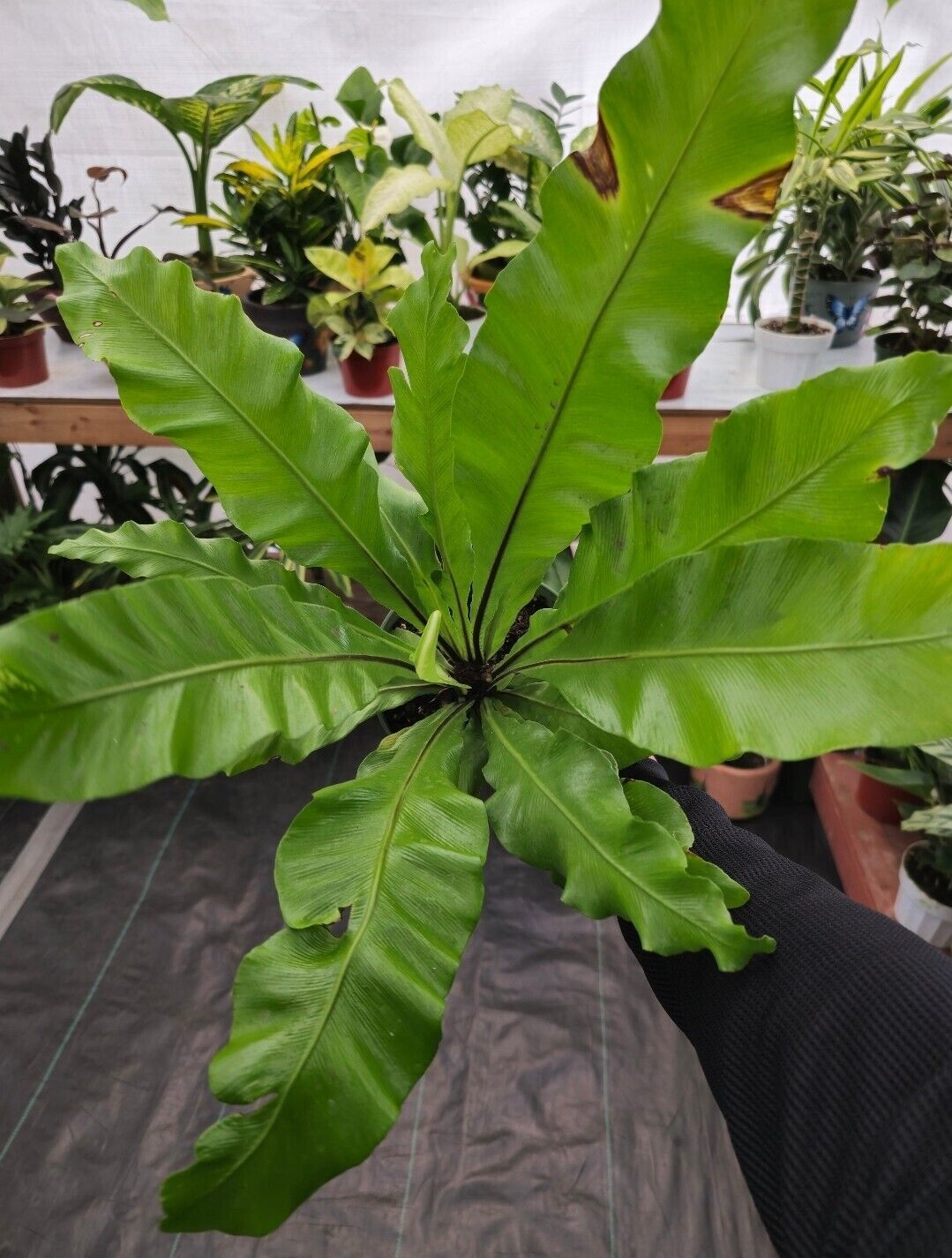 6" pot - Asplenium Nidus (Bird nest fern)- big Ferm house plant or outdoor -#009