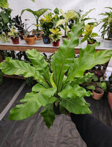 6" pot - Asplenium Nidus (Bird nest fern)- big Ferm house plant or outdoor -#009