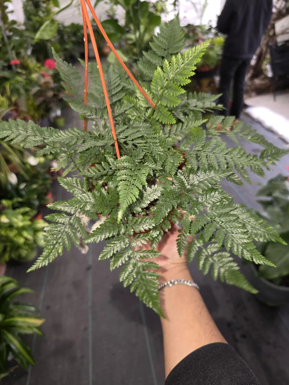 6" Pot - Davallia fejeensis 'Major' Fern hanging pot - Live Plant [#014]