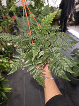 6" Pot - Davallia fejeensis 'Major' Fern hanging pot - Live Plant [#014]