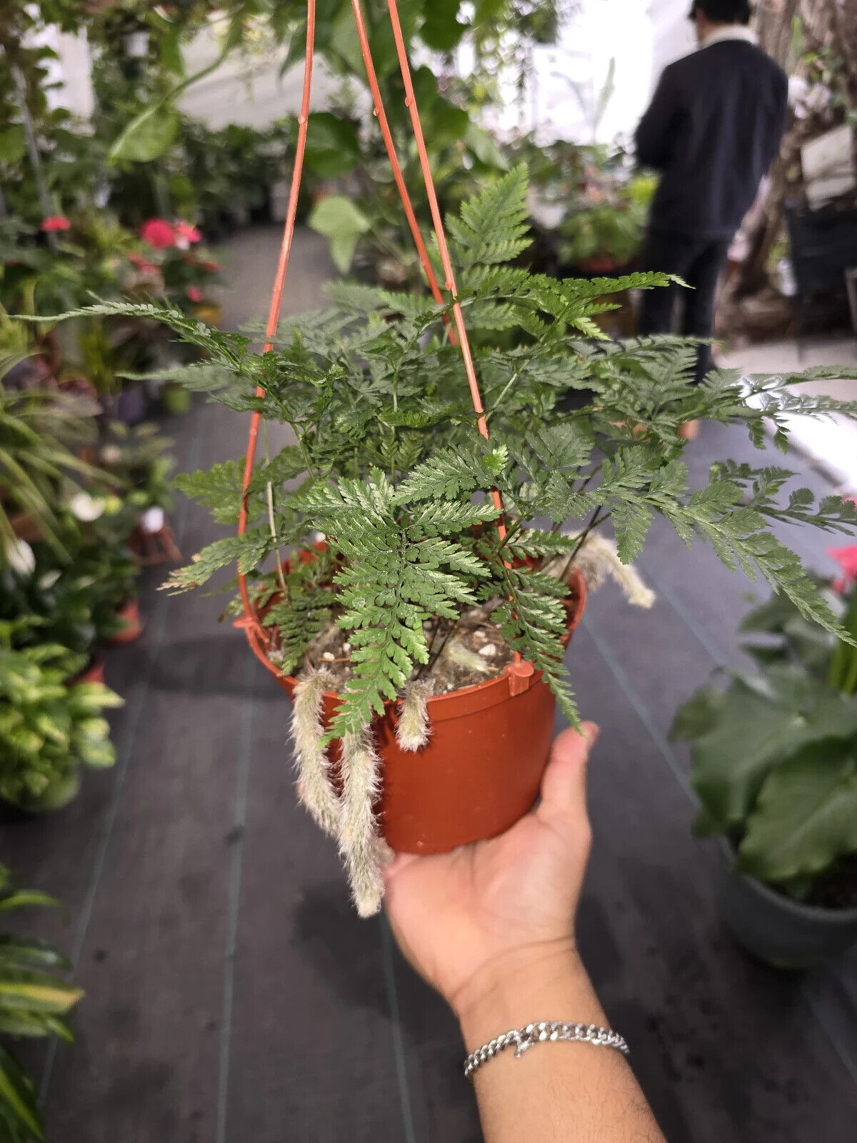 6" Pot - Davallia fejeensis 'Major' Fern hanging pot - Live Plant [#014]