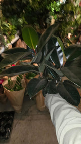 6 inch Pot - Ficus elastica "Cabernet" Variegated Rubber Tree - 🪴 Voelk Art & Plants Inc 🪴