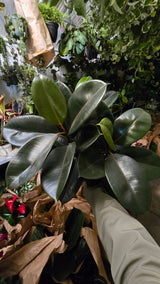 6 inch Pot - Ficus elastica "Cabernet" Variegated Rubber Tree - 🪴 Voelk Art & Plants Inc 🪴