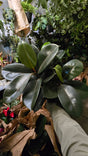 6 inch Pot - Ficus elastica "Cabernet" Variegated Rubber Tree - 🪴 Voelk Art & Plants Inc 🪴