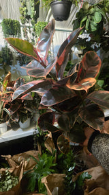 6 inch Pot - Ficus elastica "Red Ruby" Variegated Rubber Tree - 🪴 Voelk Art & Plants Inc 🪴