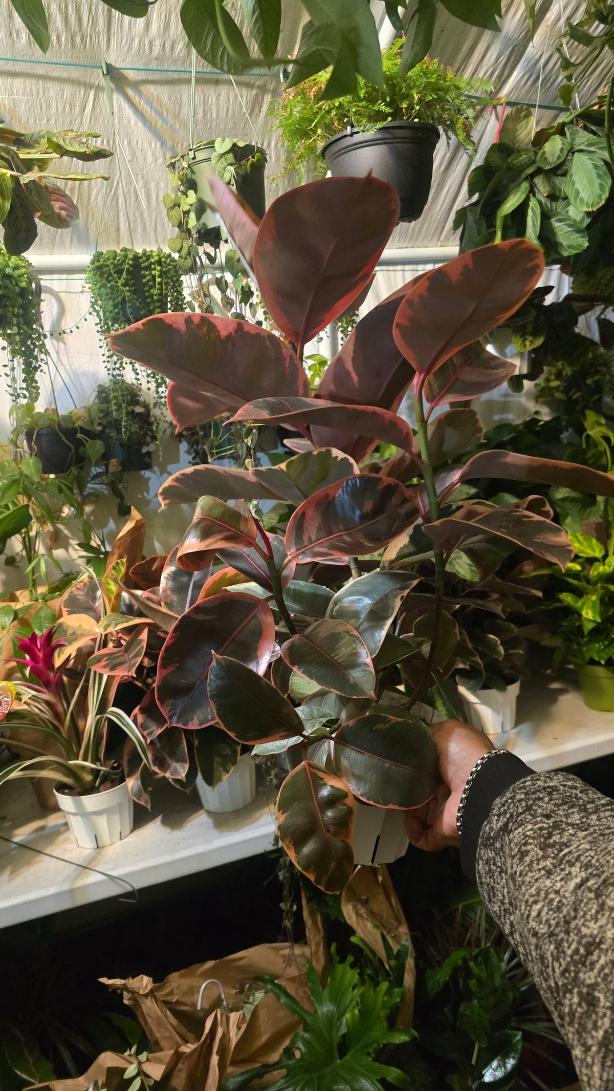 6 inch Pot - Ficus elastica "Red Ruby" Variegated Rubber Tree - 🪴 Voelk Art & Plants Inc 🪴