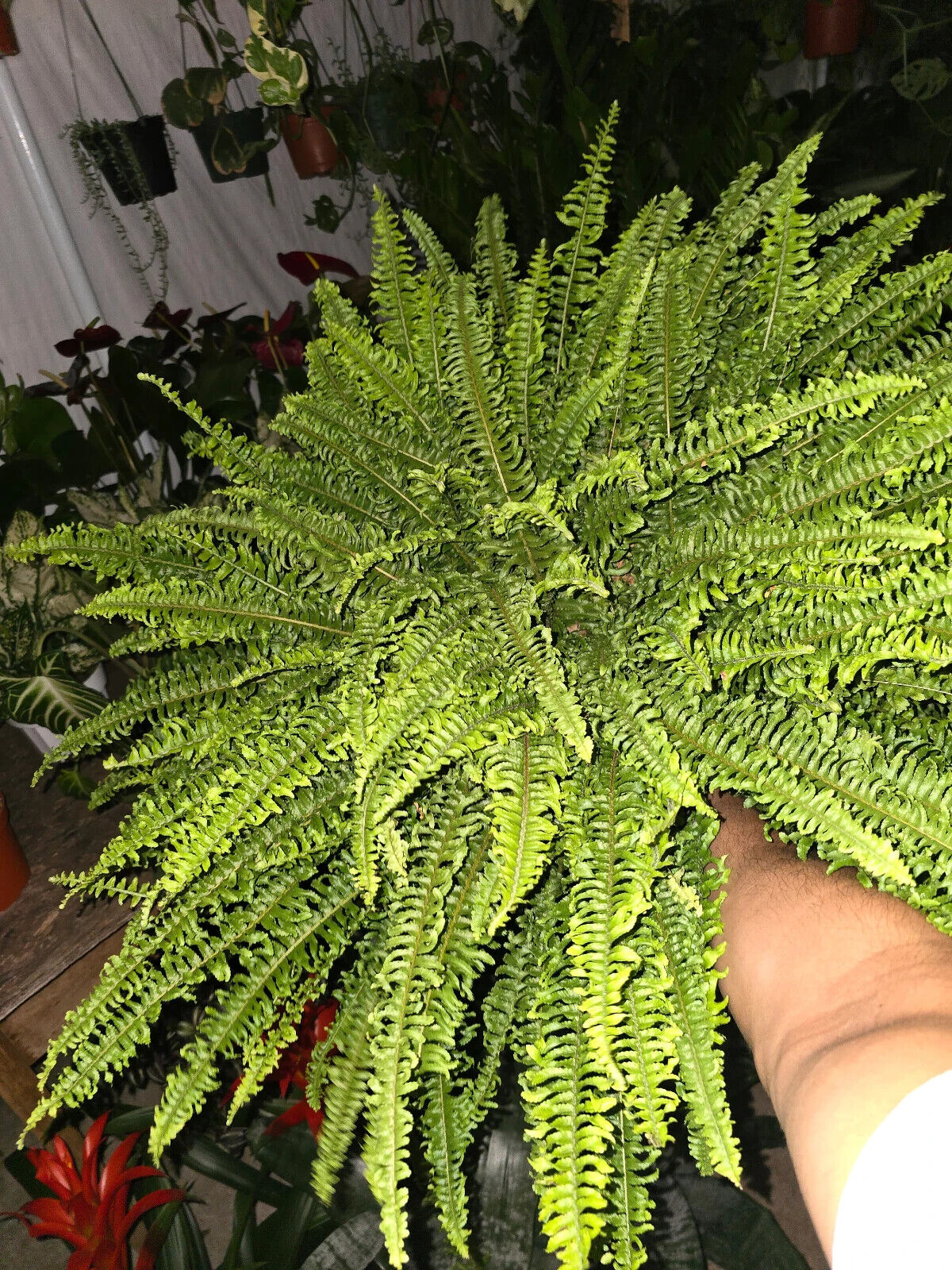 6" pot- XL Fern Nephrolepis obliterata (Kimberly Queen Fern)Live Plant #012