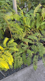 Cyathea cooperi Fern Giant 4-5 ft tall - 🪴 Voelk Art & Plants Inc 🪴