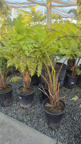 Cyathea cooperi Fern Giant 4-5 ft tall - 🪴 Voelk Art & Plants Inc 🪴