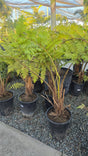 Cyathea cooperi Fern Giant 4-5 ft tall - 🪴 Voelk Art & Plants Inc 🪴