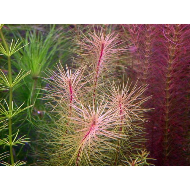 ROTALA VIETNAM (ROTALA VIETNAM)