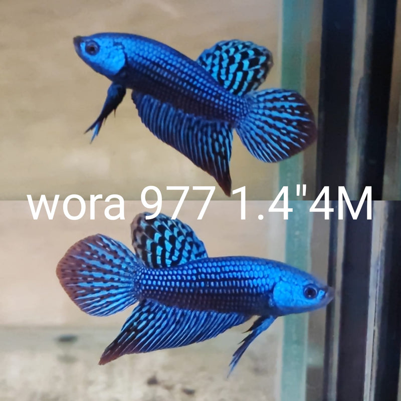 (WORA-977)r BLUE ALIEN SMARAGDINA MALE BETTA