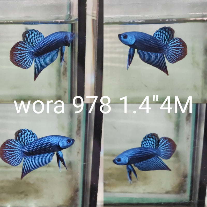 (WORA-978)r BLUE ALIEN SMARAGDINA MALE BETTA