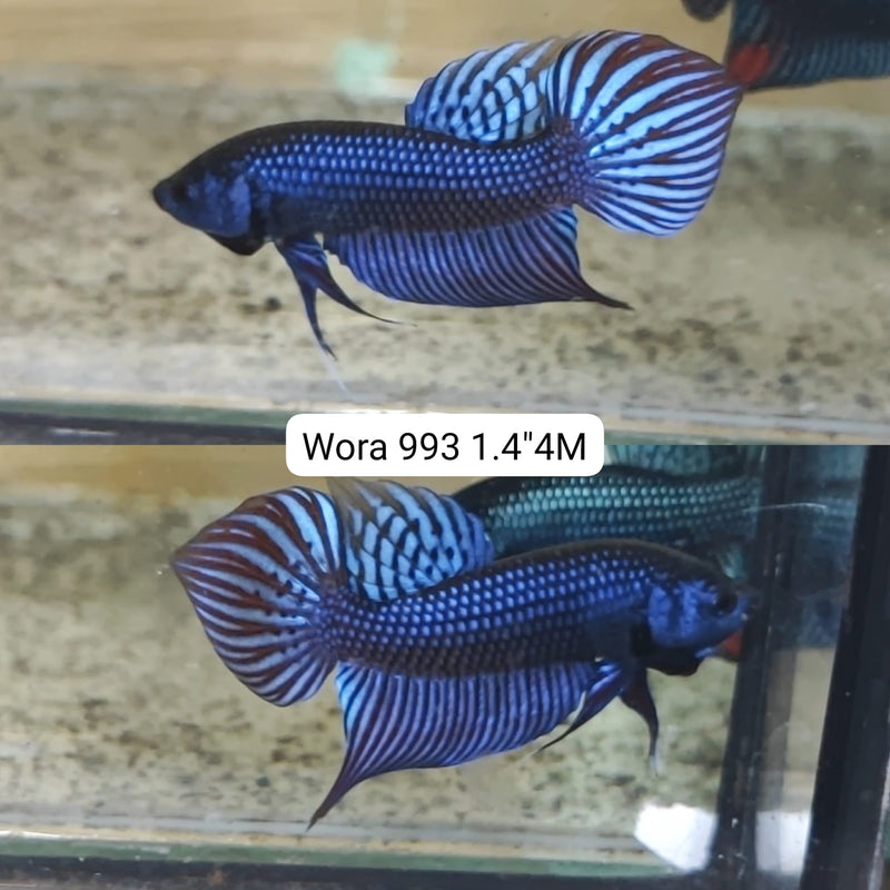 (WORA-993) STEEL BLUE MAHACHAI SPADE TAIL WILD MALE BETTA
