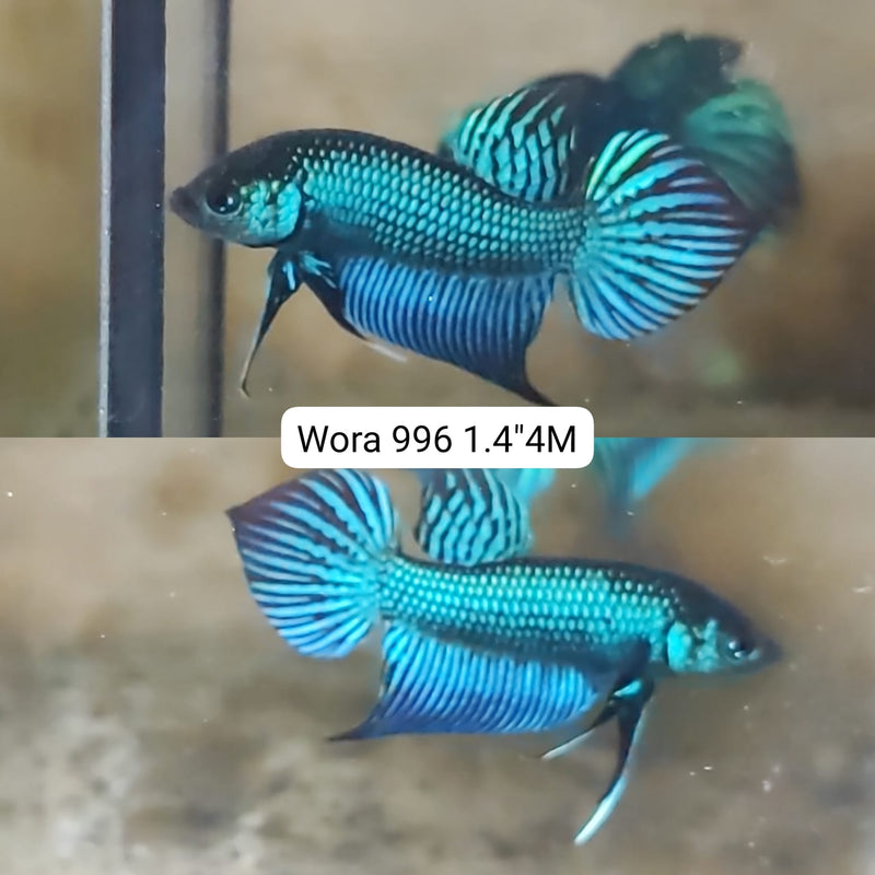 (WORA-996) GREEN MAHACHAI WILD MALE BETTA