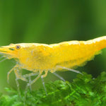 Live Freshwater Aquarium Premium Yellow Fire 24k Shrimp/ Yellow Pumpkin 10/$30, 20/$50 (FS-037)