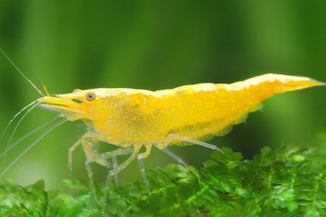 Live Freshwater Aquarium Premium Yellow Fire 24k Shrimp/ Yellow Pumpkin 10/$25, 20/$40 (FS-037)