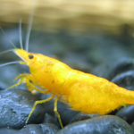 Live Freshwater Aquarium Premium Yellow Fire 24k Shrimp/ Yellow Pumpkin 10/$30, 20/$50 (FS-037)